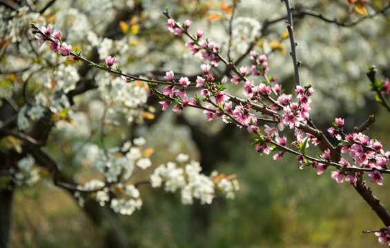 梨園桃花