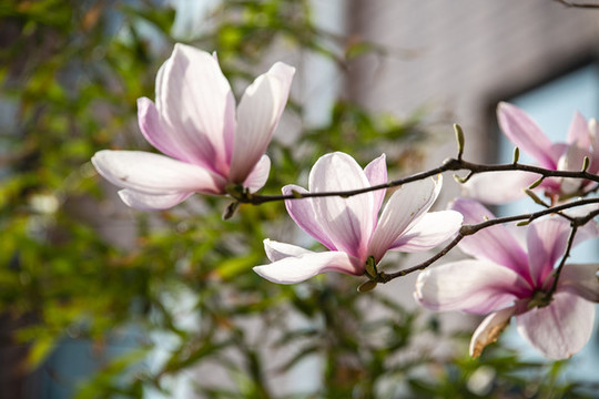 玉蘭花開