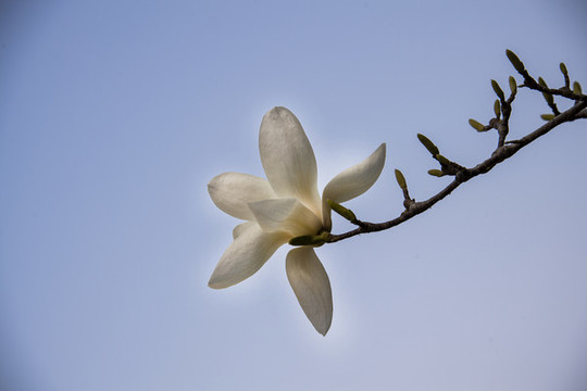 玉蘭花開