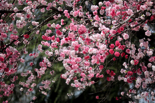 碧桃花