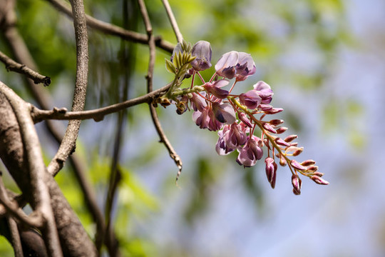 紫藤花