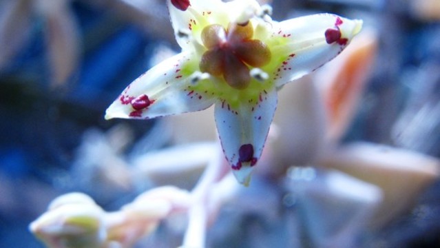 朧月