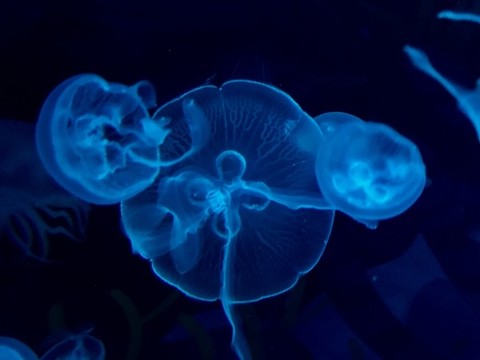 水母