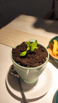 盆栽奶茶