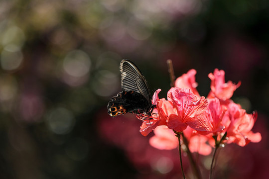 蝶戀花