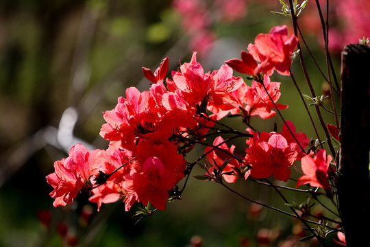 花杜鵑