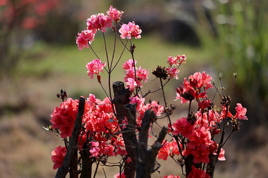 花杜鵑