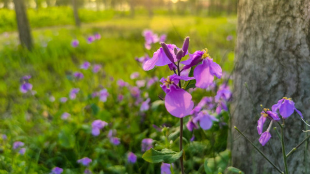 夕陽野花