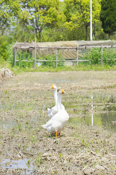散養(yǎng)大白鵝