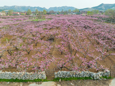 航拍濟南仲宮東泉盧村萬畝桃花