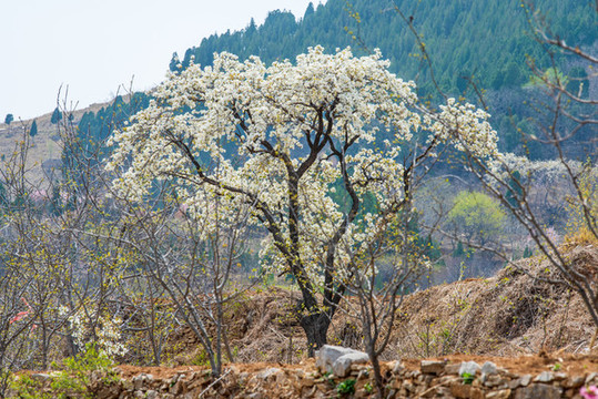 濟(jì)南南部山區(qū)梨花