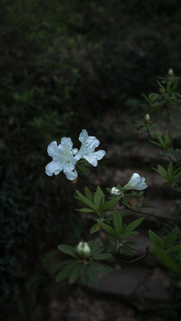 白花