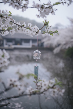 櫻花風(fēng)鈴