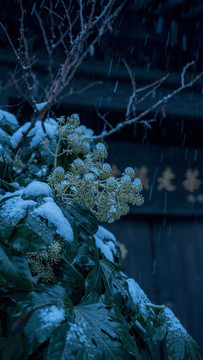 古鎮(zhèn)雪景