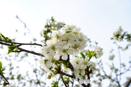 蘋果花