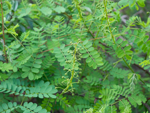 豆科植物云實(shí)
