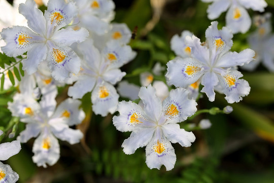 鳶尾花