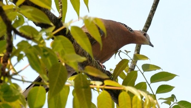 斑鳩