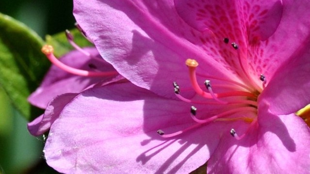 杜鵑花