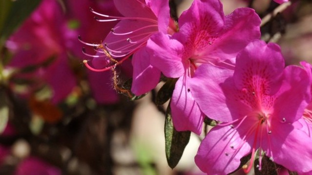 杜鵑花