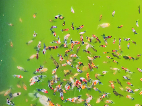 五花龍睛金魚(yú)苗