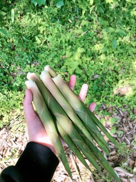 小竹筍