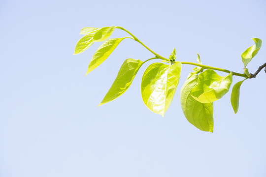 樹(shù)枝樹(shù)葉