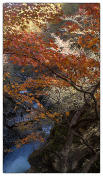 大地森林公園