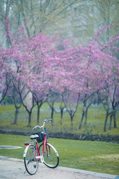 春天桃花林邊的自行車