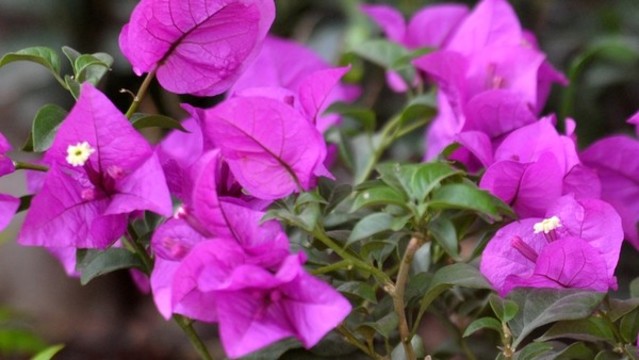 葉子花