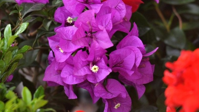 葉子花