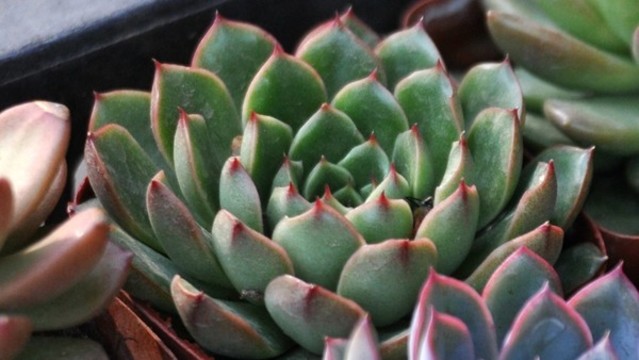 小和錦