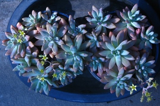 秋麗