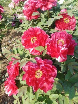 牡丹花