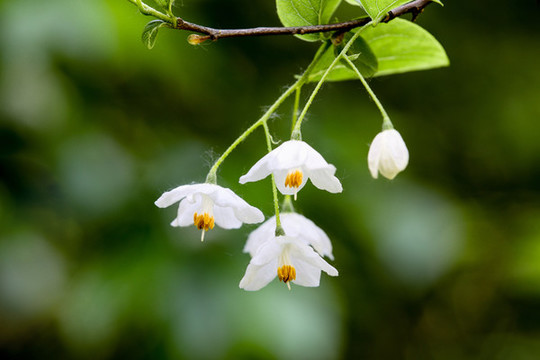 秤錘花
