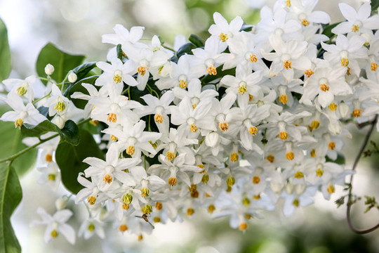 秤錘花
