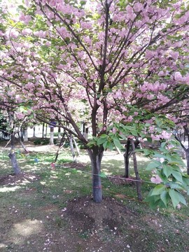 櫻花