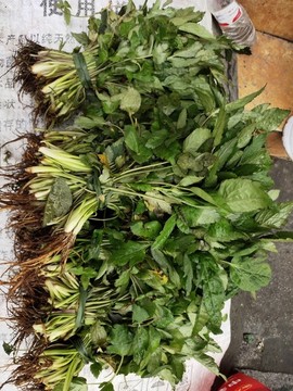 野生鴨腳板