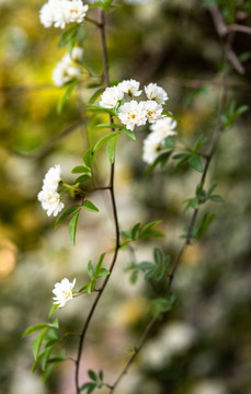 木香花