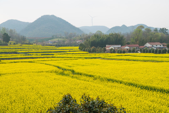 油菜花