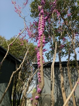 紫荊花