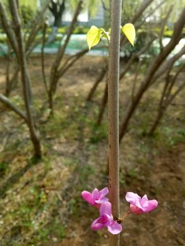 紫荊花