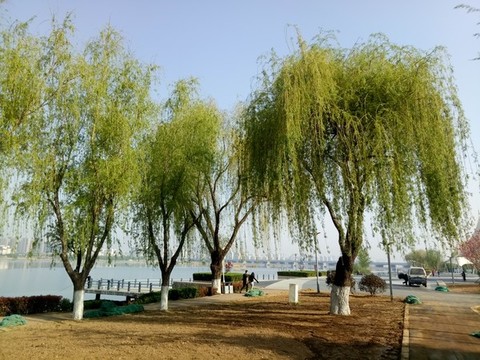 柳樹