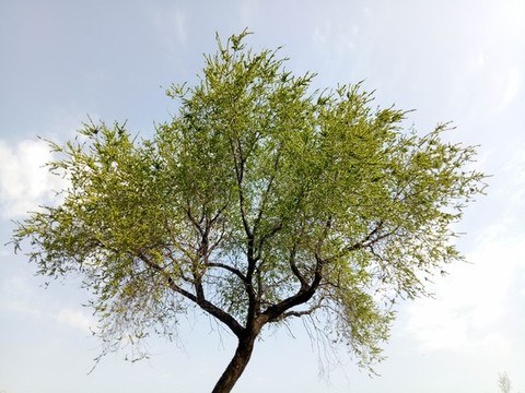 榆錢樹