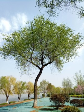 榆錢樹