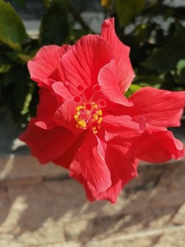 朱槿花