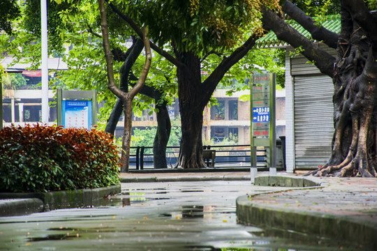 雨后森林