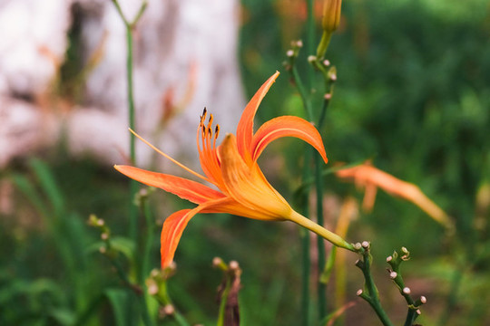 黃花菜