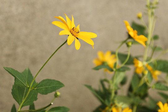 黃色雛菊