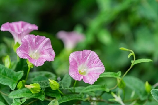 大碗花花草